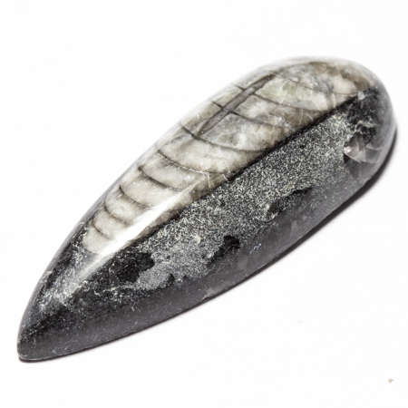 Orthoceras mit 31.43 Ct