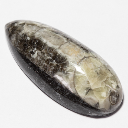 Orthoceras mit 40.52 Ct