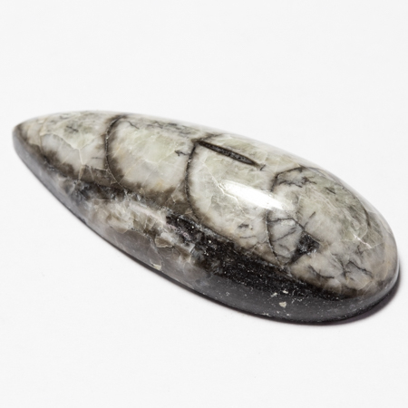 Orthoceras mit 46.63 Ct