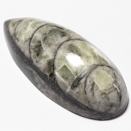 Orthoceras mit 46.15 Ct