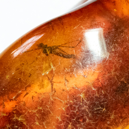 Baltischer Bernstein mit 3 Insekten
