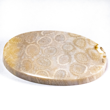 Versteinerte Koralle mit 35.60 Ct