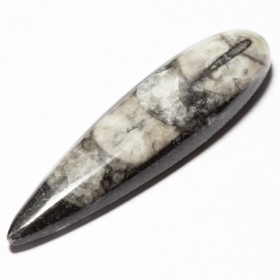 Orthoceras mit 13.34 Ct