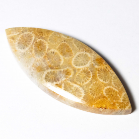Versteinerte Koralle mit 51.18 Ct
